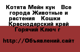 Котята Мейн кун - Все города Животные и растения » Кошки   . Краснодарский край,Горячий Ключ г.